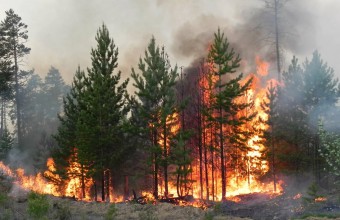 С 8 июня 2022 года вступили в силу обновленные размеры штрафов за нарушение требований пожарной безопасности и правил пожарной безопасности в лесах